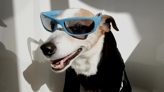 Pretty stylish small Jack Russell Terrier dog stands and nods his head to the rhythm of the music in fashionable sunglasses on and a black velvet outfit white background in complex beautiful shadows