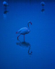 Twilight Serenity: Pink Flamingo Strolls in the Pond - Reflected Elegance in Blue Hour Enchantment