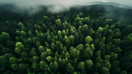 Naklejka na ściany i meble Aerial view capturing the beauty of a dense forest with towering trees.
