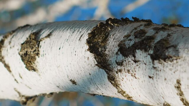 Pattern of birch trunk close up vertical