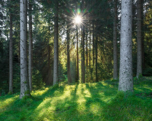 Sunny green Forest of Spruce Trees