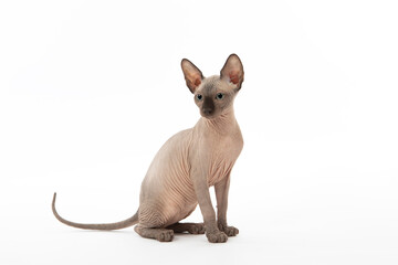 Sphinx Cat  