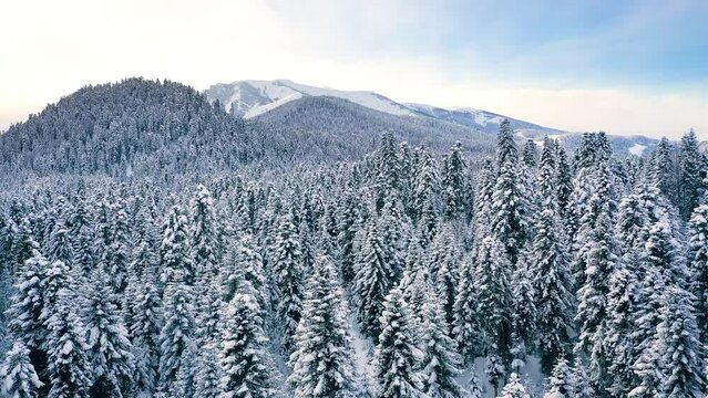 Beautiful snow scene forest in winter. Flying over of pine trees covered with snow.