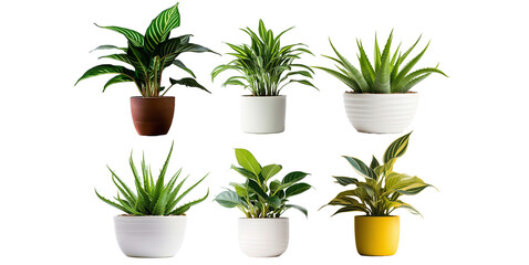Fototapeta na wymiar Collection of green houseplants isolated on transparent background.