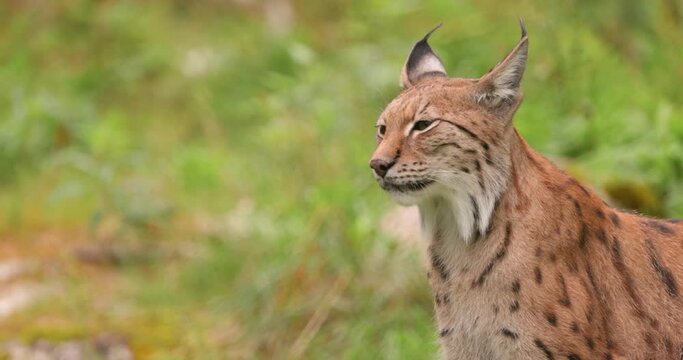 The Eurasian lynx (Lynx lynx) in the forest.