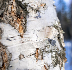 Birch tree trunk clous up. Birch bark texture. Natural wood background.