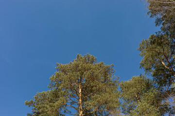 Pine wood landscape. Top fir trees close up on blue sky background. Low angle shot.