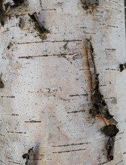 Birch bark texture. Natural background. Close up.