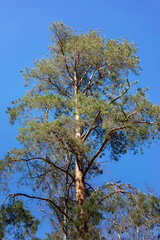 One large powerful pine tree close up on blue sky background. Vertical orientation.