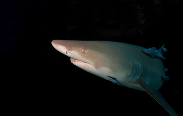 Lemon shark photographed during a night dive.