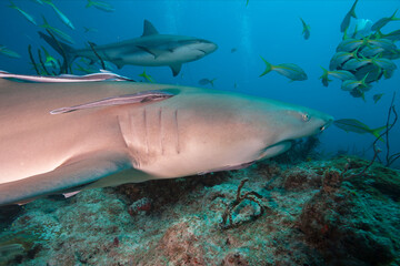 Caribbean reef shark and Lemon shark in crastal clean water.