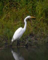 White Great Egret bird standing in water with green grass background