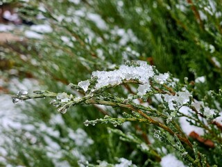 Fir tree. Fir tree branch. WInter. branches of a Christmas tree covered with snow natural spruce winter background with traces. Branches of pine tree with snow. Snow-covered tree branch.