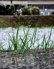 abstract background of green grass and melting snow. Water droplets on wet green grass. closeup green grass background