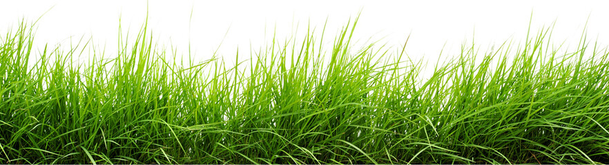green grass isolated on white transparent background . grass png. grass in bottom png   - Powered by Adobe