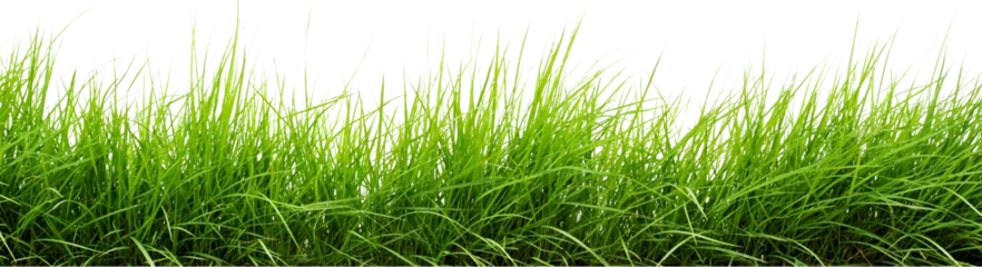 Fotobehang Slaapkamer green grass isolated on white transparent background . grass png. grass in bottom png    © ARSALAN