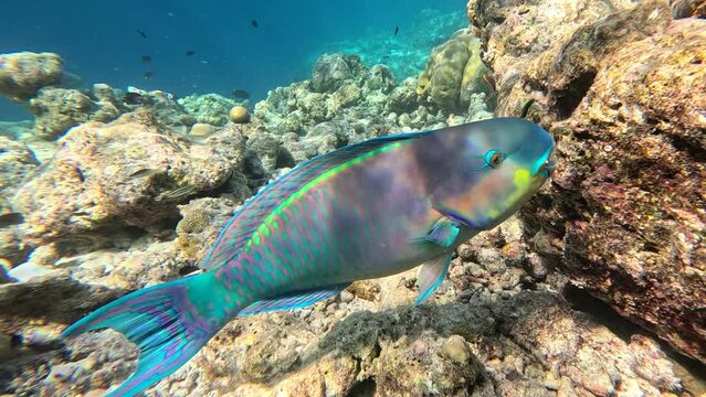 A large turquoise-colored captain parrotfish `Chlorurus enneacanthus` searches for food on the reef top near the camera