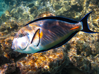 Acanthurus sohal in an expanse of coral reef of the Red Sea