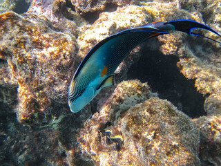 Fototapeta na wymiar Acanthurus sohal in an expanse of coral reef of the Red Sea