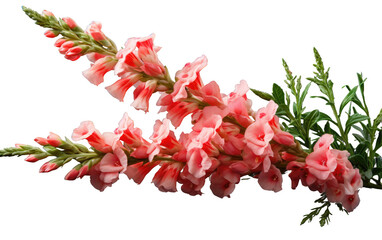 Snapdragon Bloom On Isolated Background
