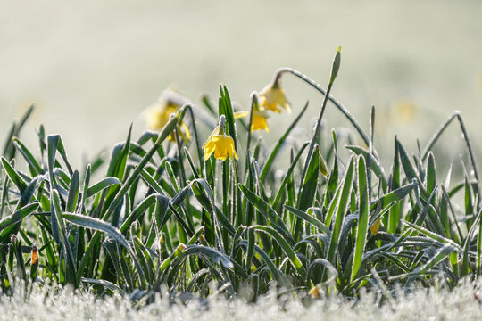 Jonquilles couvertes de givre