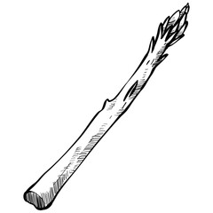 asparagus handdrawn illustration