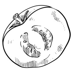 tomato handdrawn illustration