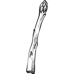asparagus handdrawn illustration