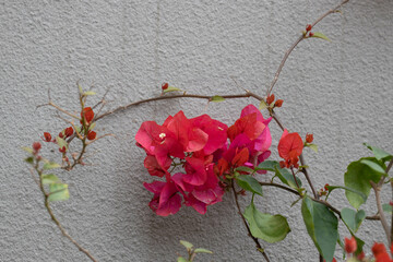 Red Flowers on the concrete wall