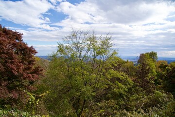 Obraz na płótnie Canvas Forest scenery of Mt. Takao in autumn