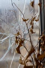 A window broken by a shell fragment, a dried plant on the windowsill due to the war.