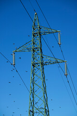 Flock of birds on high voltage pylon