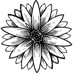 flower handdrawn illustration