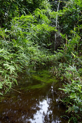 Fototapeta na wymiar close up beautiful tropical forest in Thailand