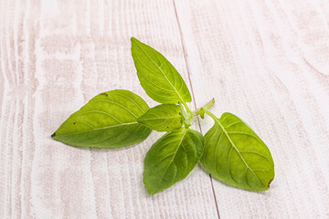 Raw green basil leaves seasoning