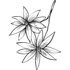 flower handdrawn illustration