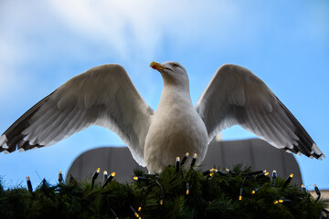 A seagull spreads his wings whilst sitting on Christmas lights, his has the appearance of an angel flying up to the sky.