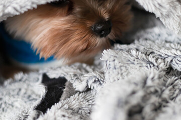 Yorkshire terrier under the blanket in bed. Yorkshire terrier dog breed