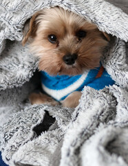 Yorkshire terrier under the blanket in bed. Yorkshire terrier dog breed