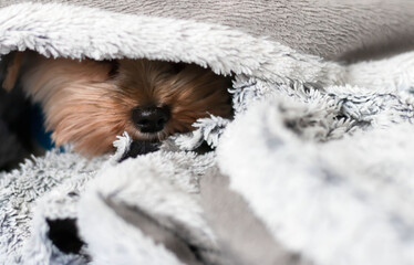 Yorkshire terrier under the blanket in bed. Yorkshire terrier dog breed