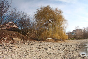 A dirt road with trees and houses