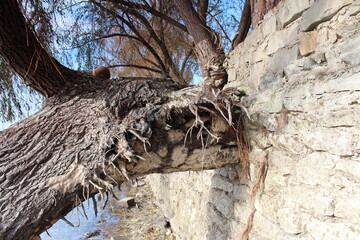 A tree with carvings on it