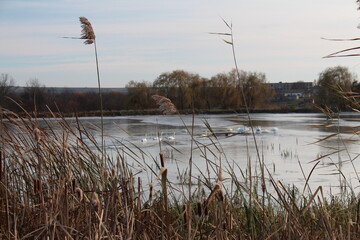 A river with a river and trees in the background