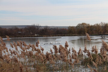 A body of water with trees in the background