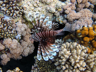 Zebra lionfish found in the expanses of the coral reef of the Red Sea