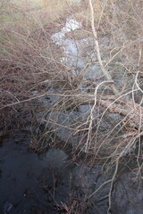 A landscape with trees and grass