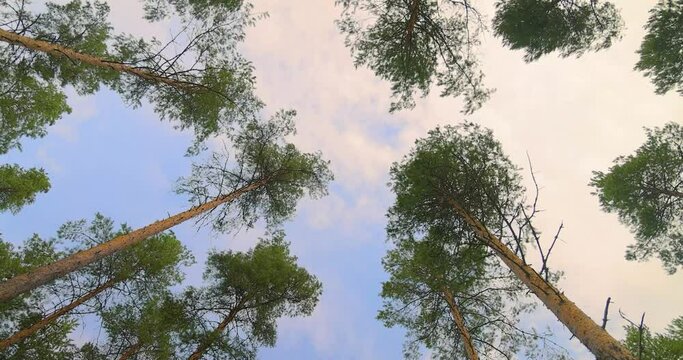Bottom view of pine trees swaying in a strong wind.
