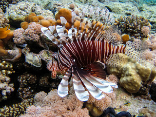Zebra lionfish found in the expanses of the coral reef of the Red Sea