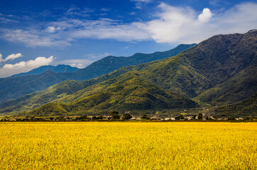 Wide golden rice field,rural scenery and mountain,cloudscape form a scenic vast view.Chishang,Taitung,Taiwan.High quality photo use in branding,calender,postcard,screensave,wallpaper,cover,website