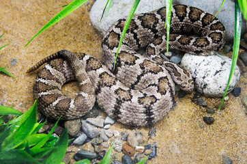 Lower California Rattlesnake.
 A dangerous poisonous rattlesnake. The average body length of the rattlesnake is 60-80 cm, but some species reach a length of about 1.5 meters. The snake's body is cover